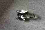 C1 Motorradmodell 1:10