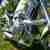 BMW R1200C super