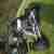 Bombardier DS 650