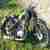 DKW NZ,NZ350,DKW