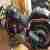 Harley Davidson Fat
