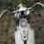 Harley Davidson Panhead