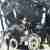 Harley Davidson Shovelhead