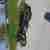 Hercules K125BW