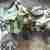 Jinling quad