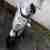 MotorRoller Kymco 125