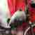 Oldtimer Moped Rixe