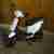 Roller scooter TGB