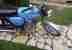 Simson S50N aus 1979, restauriert