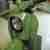 Simson Schwalbe KR