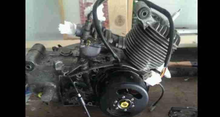 Simson habicht