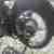Triumph Bdg 250
