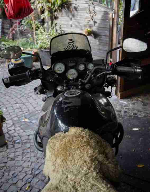 Triumph Tiger 955 i 709EN mit viel Sonderzubehör